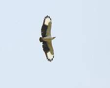 Palm-nut Vulture