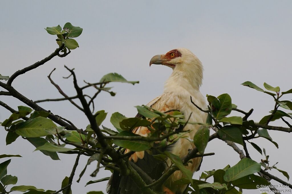 Palmiste africainadulte