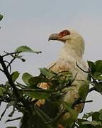 Palm-nut Vulture