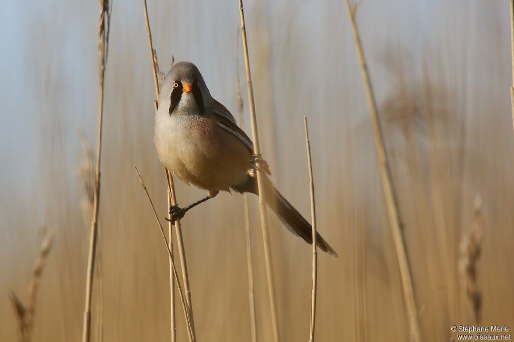 Bearded Reedling male adult breeding