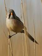 Bearded Reedling