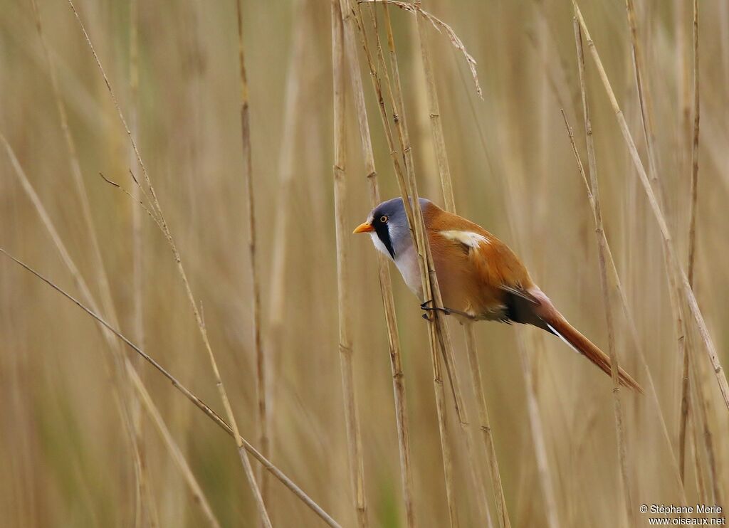 Bearded Reedling male adult