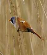 Bearded Reedling