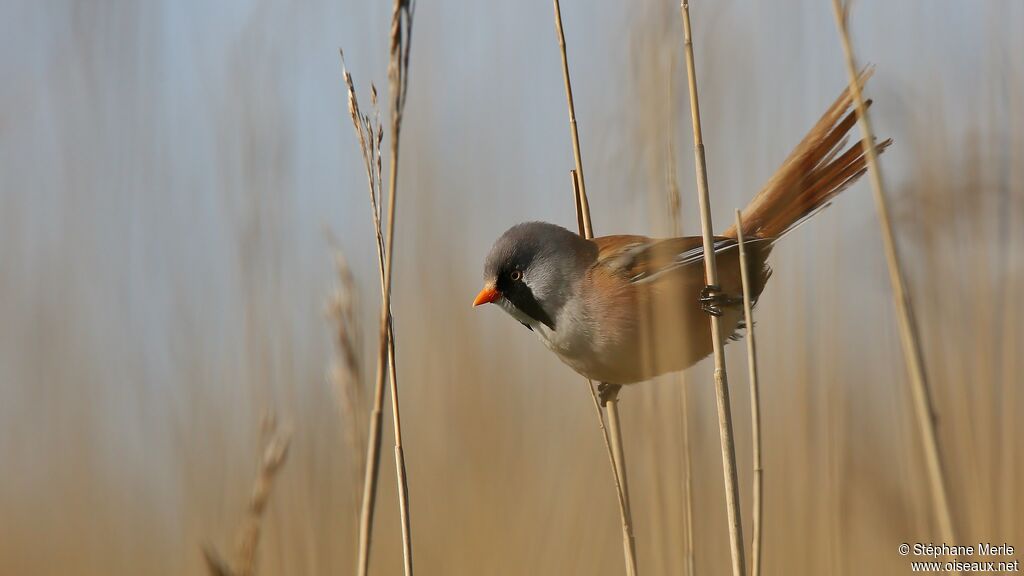 Bearded Reedling male