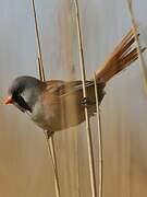 Bearded Reedling