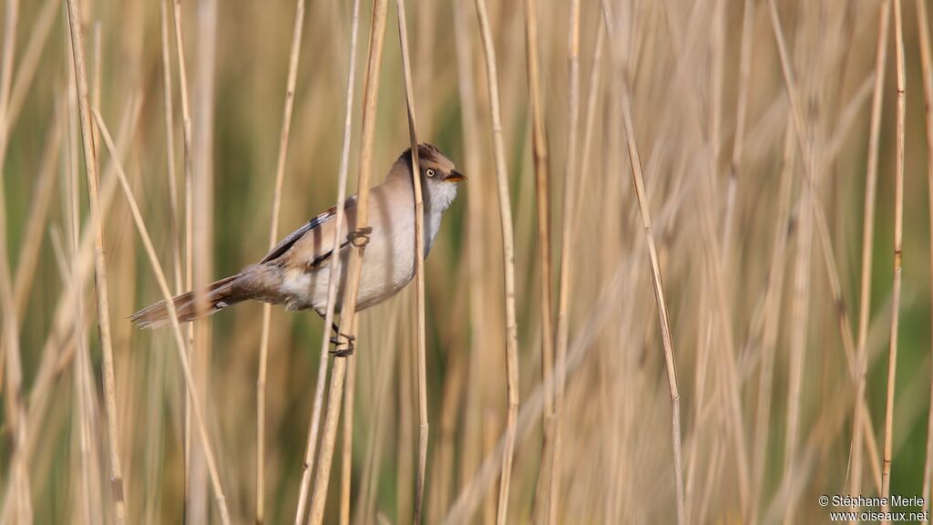 Bearded Reedling female adult