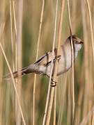 Bearded Reedling