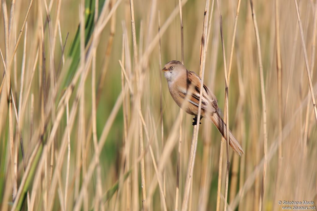 Bearded Reedling