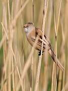 Bearded Reedling