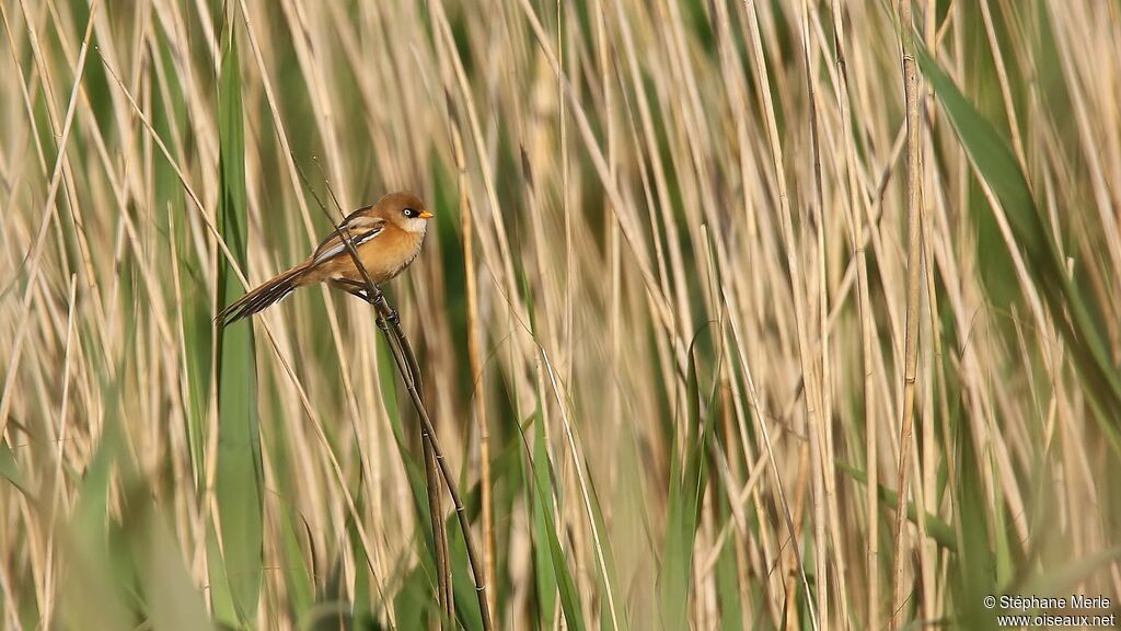 Bearded Reedlingimmature