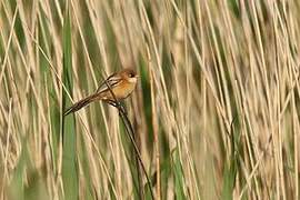 Bearded Reedling