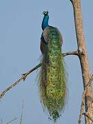 Indian Peafowl