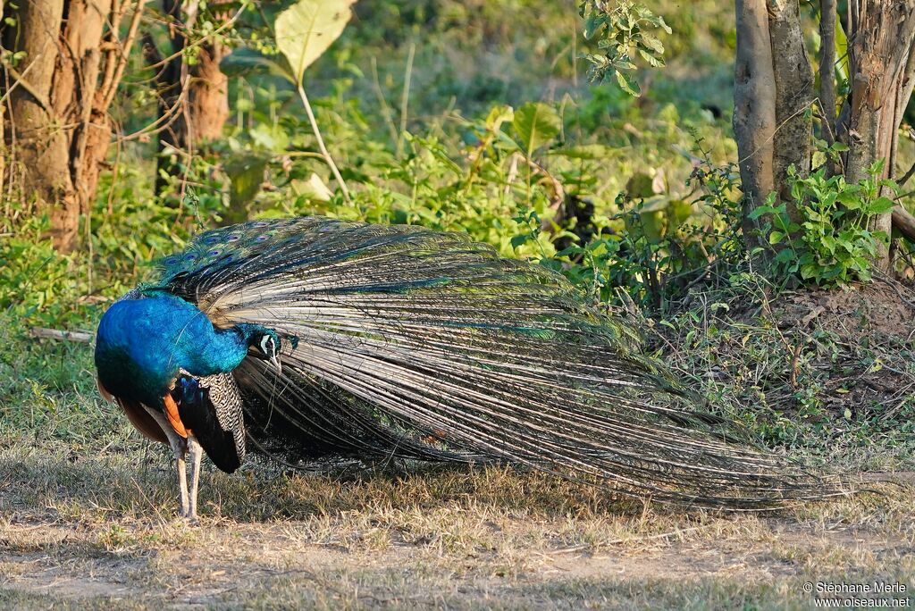 Indian Peafowl