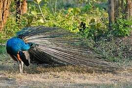 Indian Peafowl