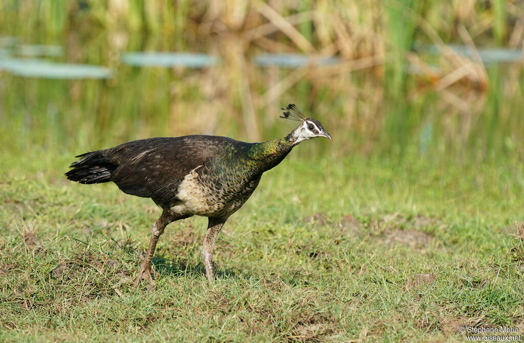 Indian Peafowl female adult