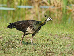 Indian Peafowl