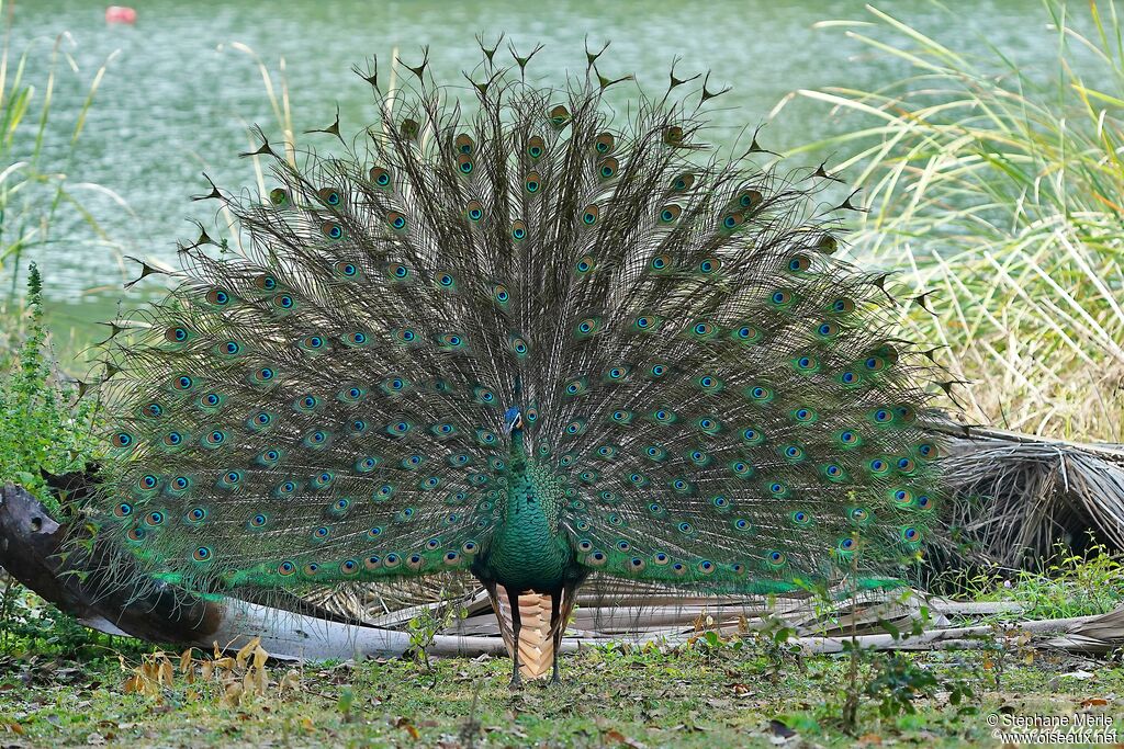 Green Peafowl male adult breeding