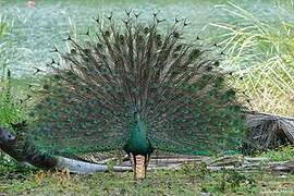 Green Peafowl