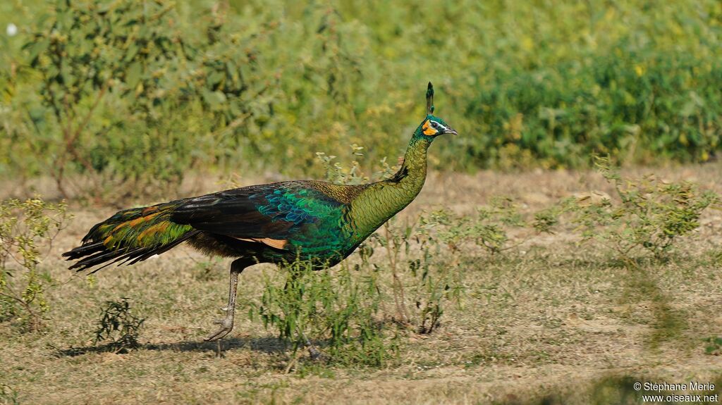 Green Peafowl male adult