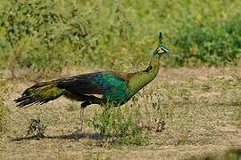 Green Peafowl