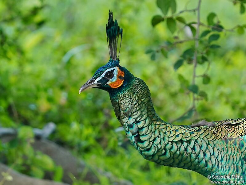 Green Peafowl male adult