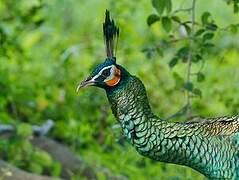 Green Peafowl