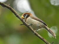 Paradoxornis fléché