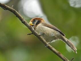 Paradoxornis fléché