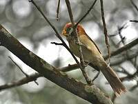 Paradoxornis fléché