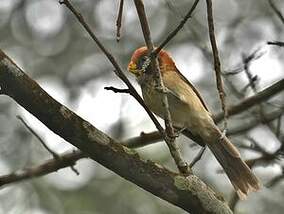 Paradoxornis fléché