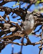 Layard's Warbler