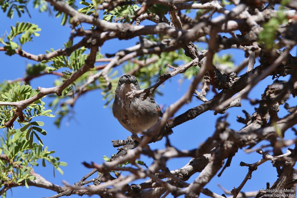 Layard's Warbler