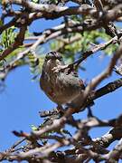 Layard's Warbler