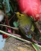 Wilson's Warbler