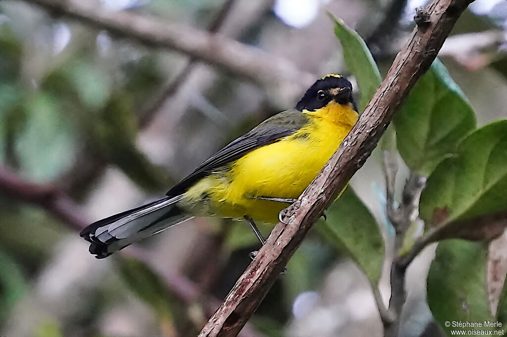 Yellow-crowned Whitestartadult