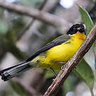 Paruline à cimier jaune