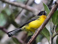 Yellow-crowned Whitestart