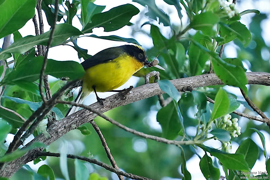 Yellow-crowned Whitestartadult