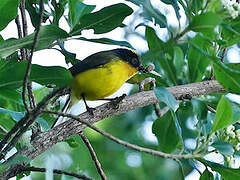 Yellow-crowned Whitestart