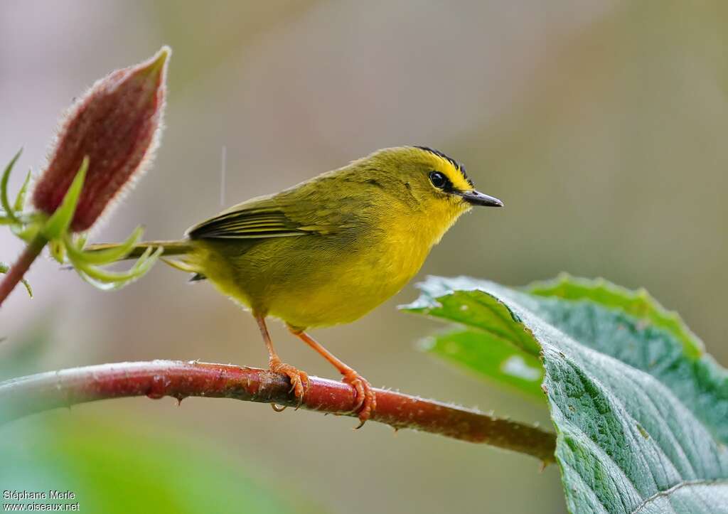 Paruline à cimier noiradulte, identification