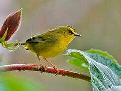 Black-crested Warbler