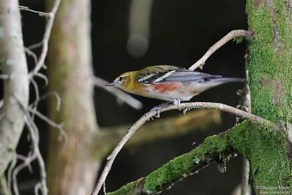 Chestnut-sided Warbler