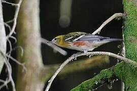 Chestnut-sided Warbler