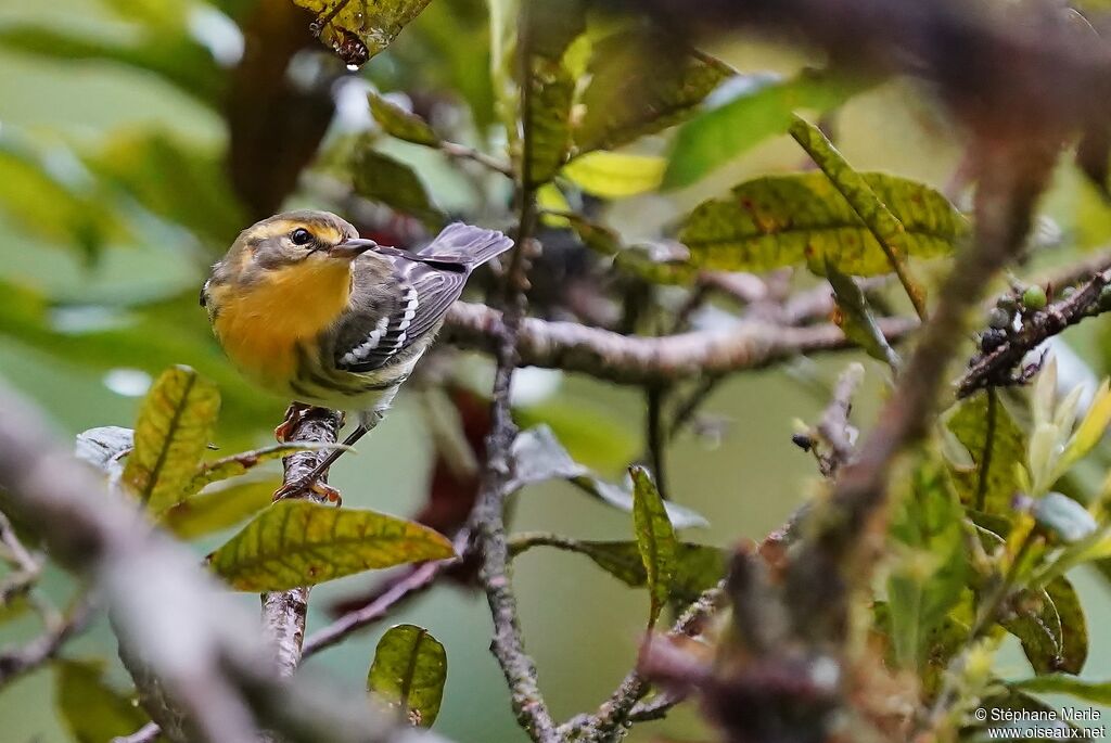 Blackburnian Warbleradult