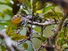 Blackburnian Warbler