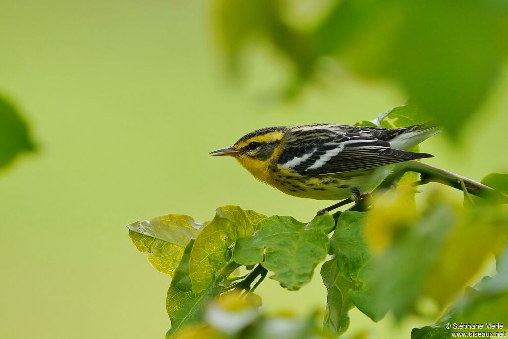 Blackburnian Warbleradult