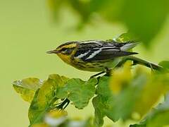 Blackburnian Warbler