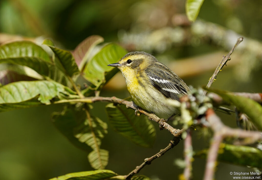 Blackburnian Warbler