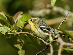 Blackburnian Warbler