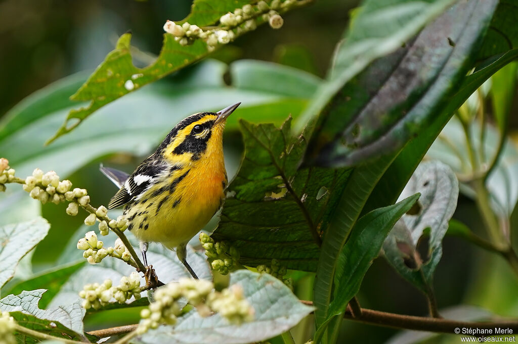 Blackburnian Warbler male adult